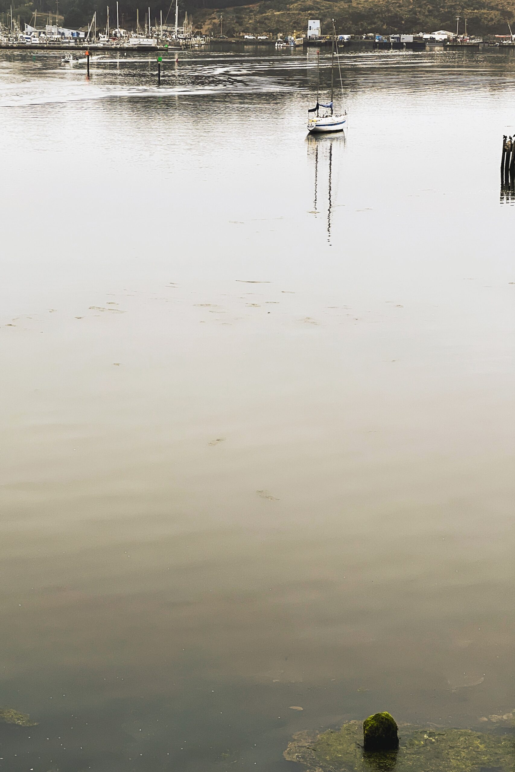 MORNING IN BODEGA BAY